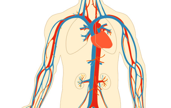 Ciclo Cardiaco