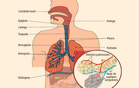 Aparato Respiratorio