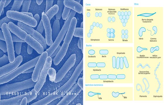 Bacterias