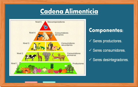 Cadena alimenticia