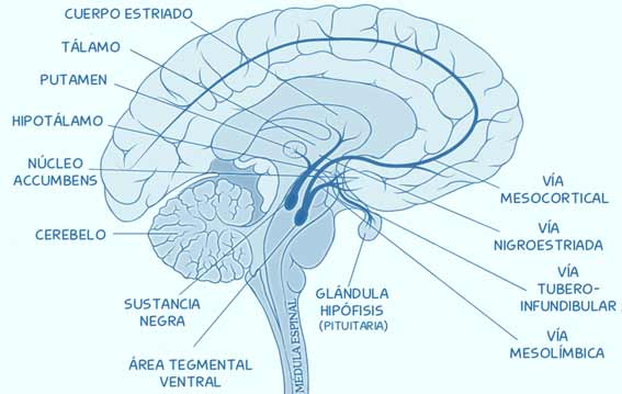 Cerebro