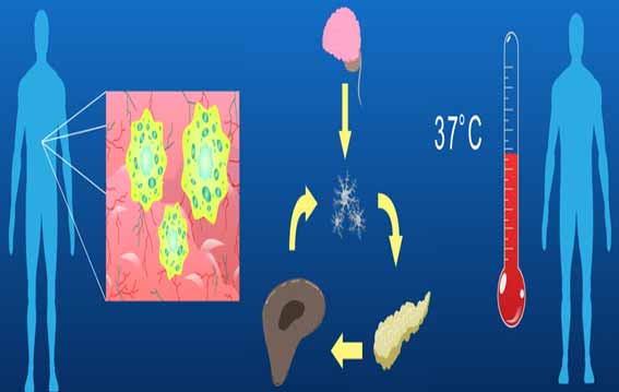 Homeostasis