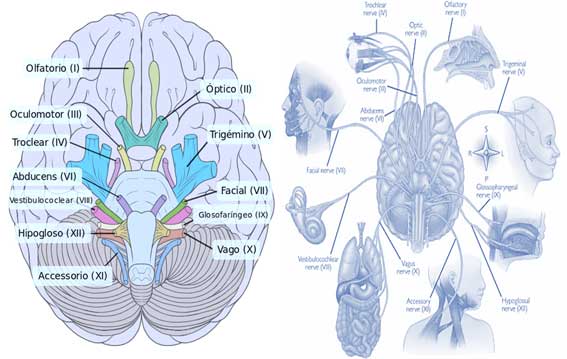 Pares Craneales