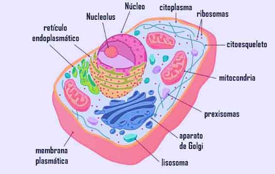 Célula, Partes de la Célula.