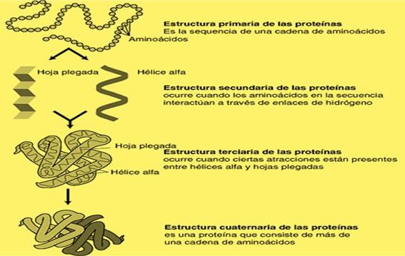 Las Proteínas