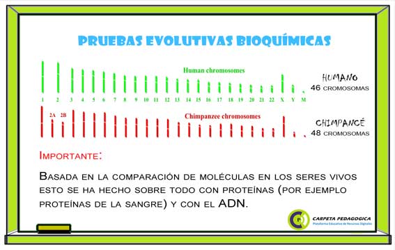 Pruebas Evolutivas Bioquímicas.