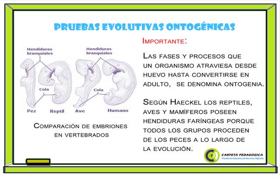 Pruebas Evolutivas Ontogénicas.