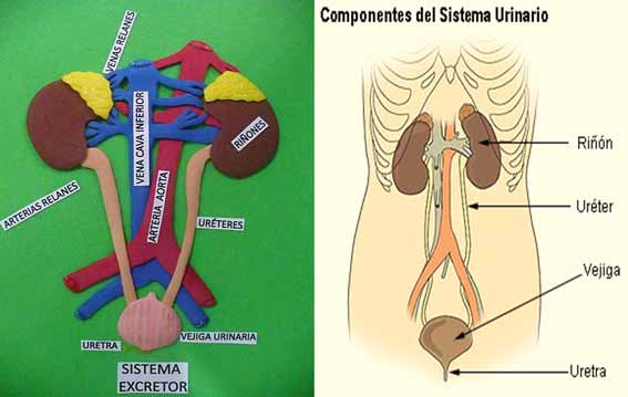 Sistema Excretor