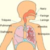 Sistema Respiratorio