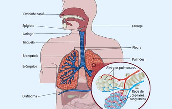 Sitemas del Cuerpo Humano