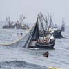 Pesca Industrial en el Perú